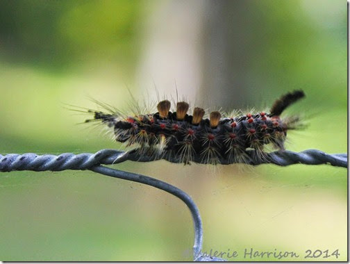 35-vapourer-moth-caterpillar