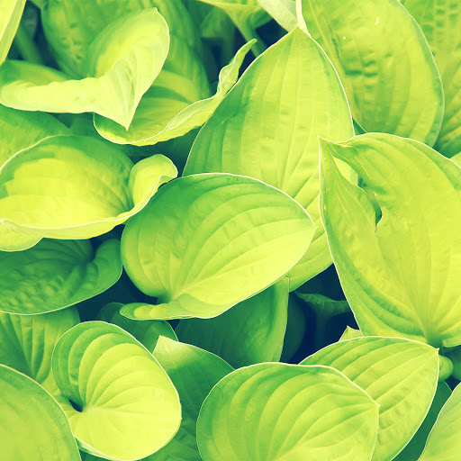 Hd-137329-ascw137329