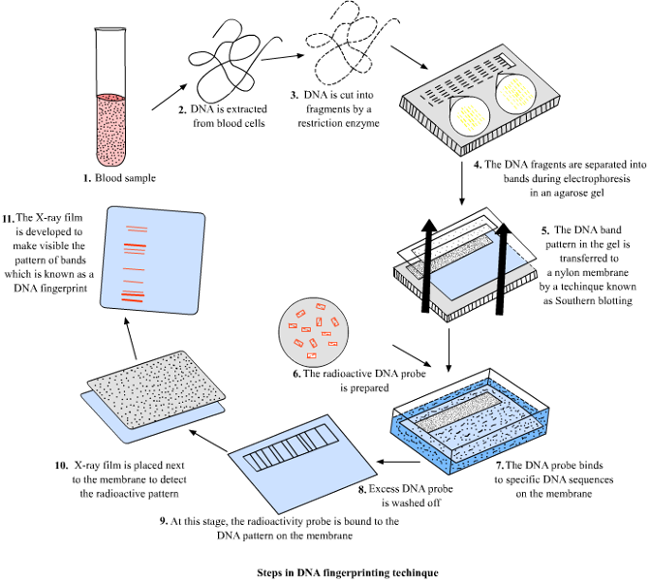 Steps in DNA fingerprinting technique