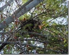 2013 hawk nest 3-18-2013 8-54-59 AM 3375x2666