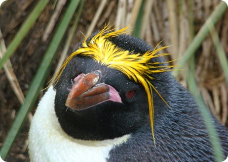 Eudyptes_chrysolophus Eudyptes_chrysolophus