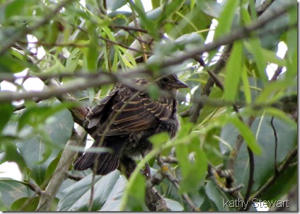 Fledgling Red-wing