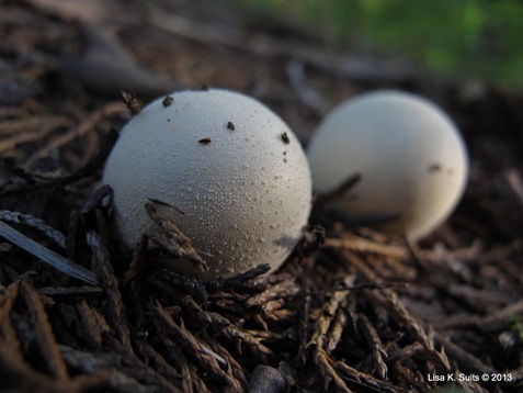 2 puffballs