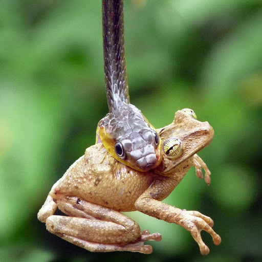 Hd-180455-ascw180455