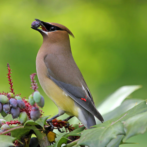 Hd-181175-ascw181175