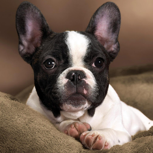 Hd-179083-ascw179083