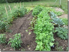 Bolton Community Garden in August