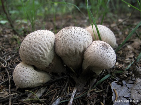 puffballs closeup side