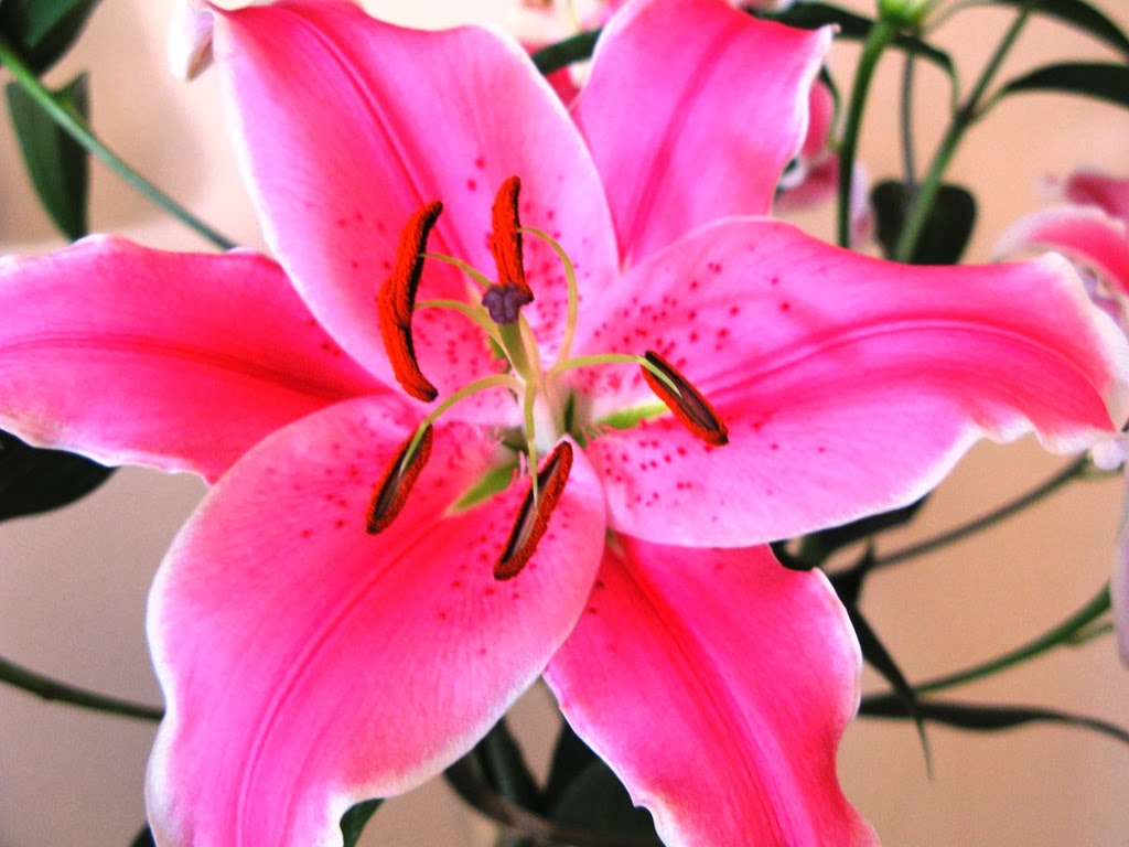 [Lilium%2520rosado%255B3%255D.jpg]