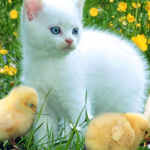 Hd-177618-ascw177618