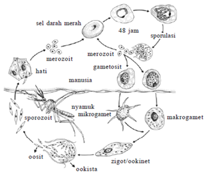 Siklus hidup plasmodium