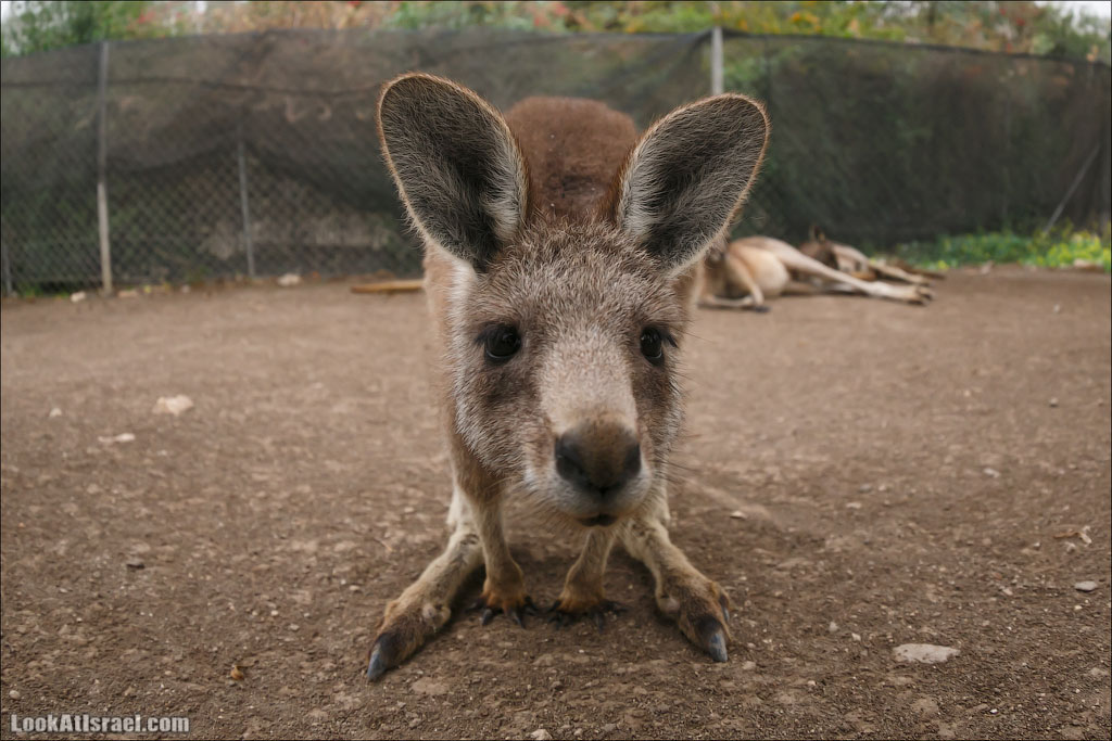 Ган Гуру - парк с кенгуру и другими австралийскими животными | Gan Guru | גן גורו | LookAtIsrael.com - Фото путешествия по Израилю