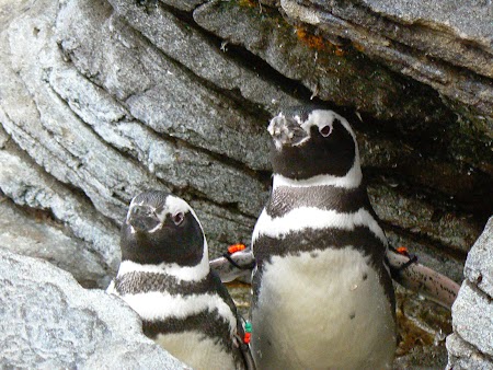 15. Pinguin in Portugalia - la Oceanariu.JPG