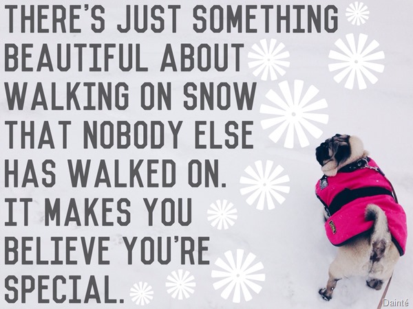 luna the pug snow slovenia city dainte winter quote