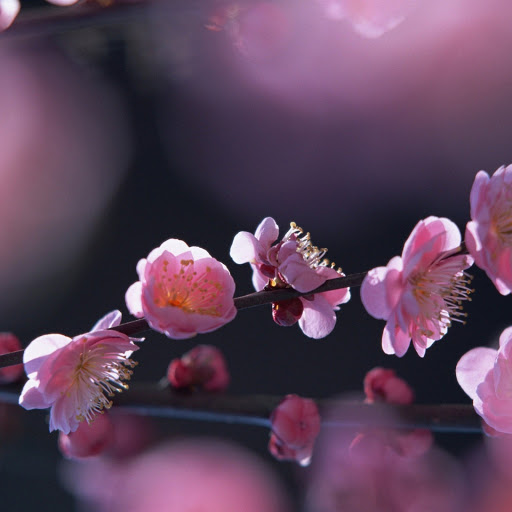 Hd-133083-ascw133083