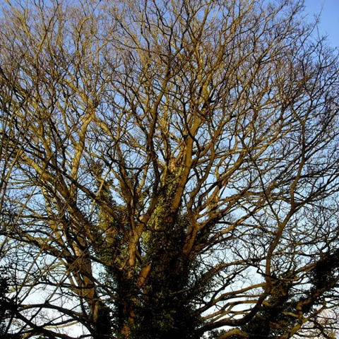 sycamore - laughton lane - follow a tree