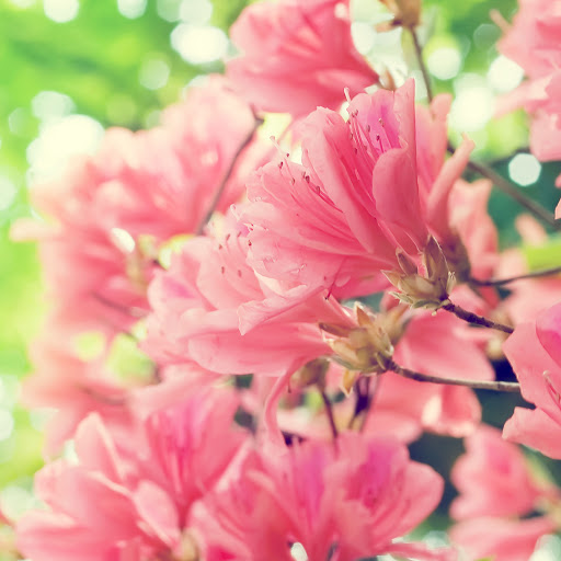 Hd-136333-ascw136333