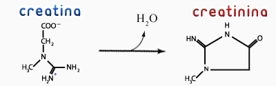 Creatina --> Creatinina