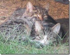 1 new kitties 10.2011 both kitties under camper snuggling2