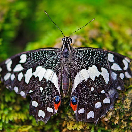 Hd-150510-ascw150510