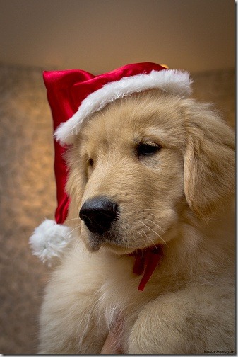 perro gorritos navidad (28)