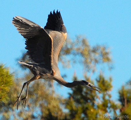 8. Great blue heron dinosuar-kab