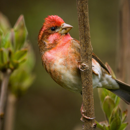 Hd-178614-ascw178614