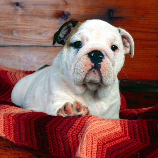 Hd-175880-ascw175880