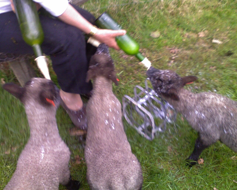 [lambs%2520on%2520bottle%25201%2520-%2520Copy%255B3%255D.jpg]