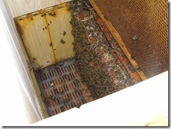 Přítel včelař Dostal UNO30,4,2012 015