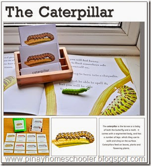 The Caterpillar Learning Pack