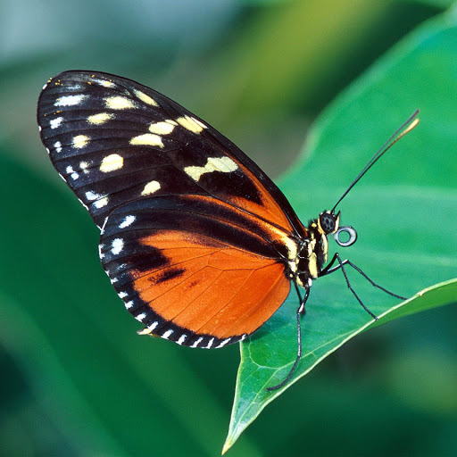 Hd-151216-ascw151216