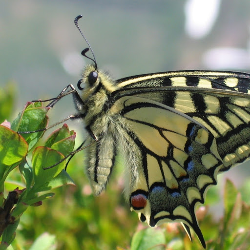 Hd-131681-ascw131681