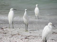 Florida Sanibel egrets