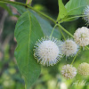 Common Buttonbush