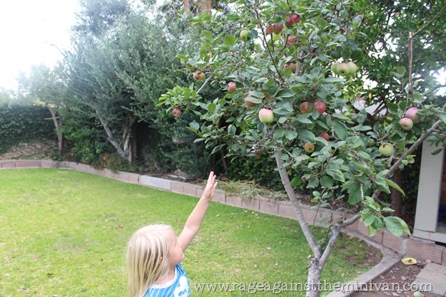 The Mystery Of The Magical Apple Tree