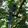 Common NameTaiwan Blue Magpie