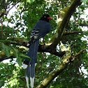 Common NameTaiwan Blue Magpie
