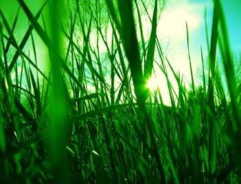 grass_sun