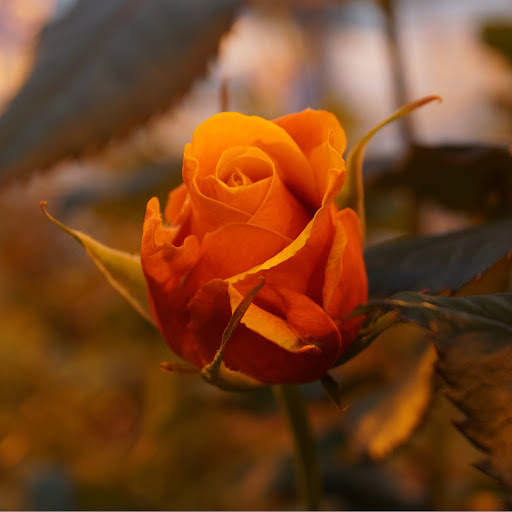 Hd-183763-ascw183763