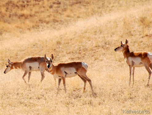 5. antelope-kab