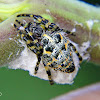 Alpaida spider