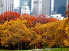 [Autumn_colors_new_york_skyline%255B3%255D.jpg]