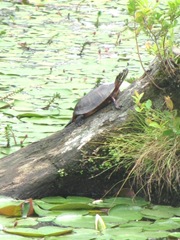 turtle sunning1
