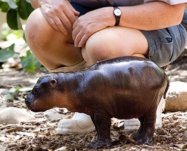 [74742385_begemot%255B4%255D.jpg]