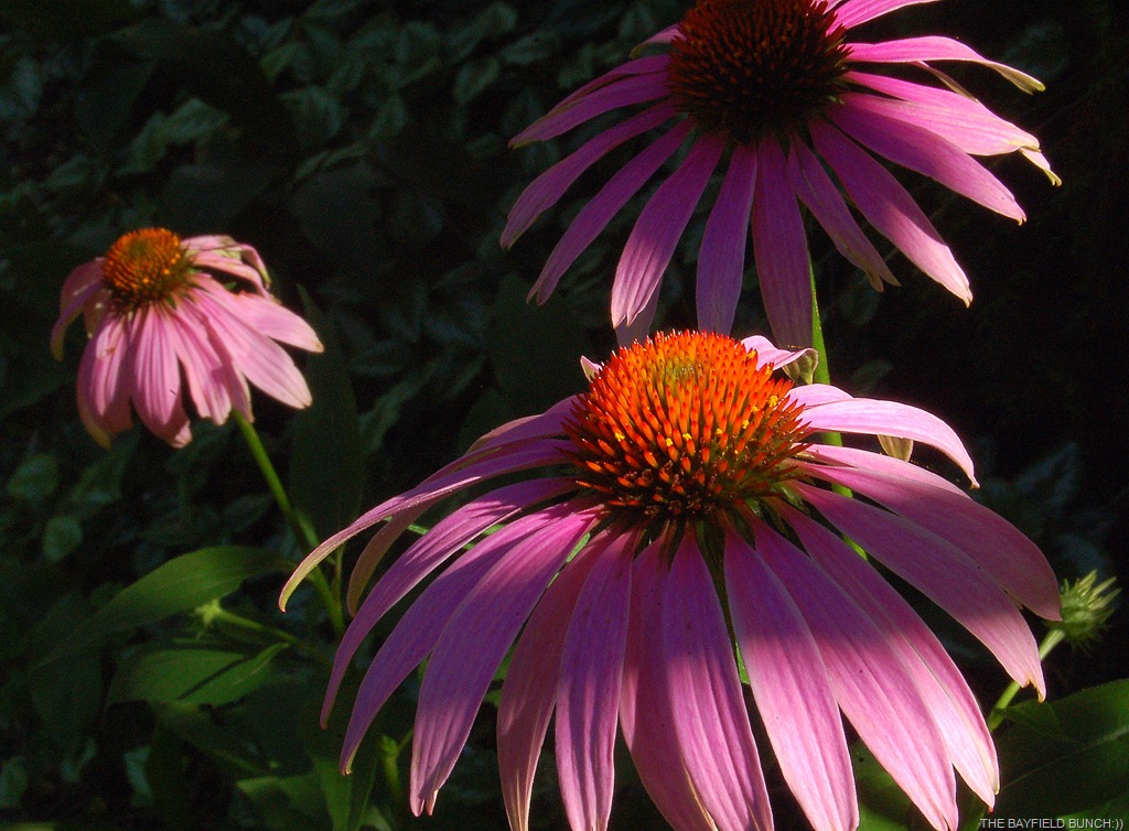 [DSC_0013-3%255B3%255D.jpg]