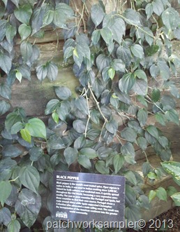 Black Pepper plant