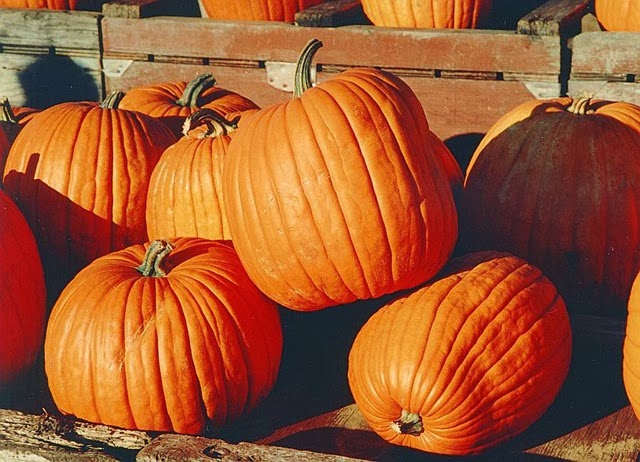 [pumpkins%255B3%255D.jpg]
