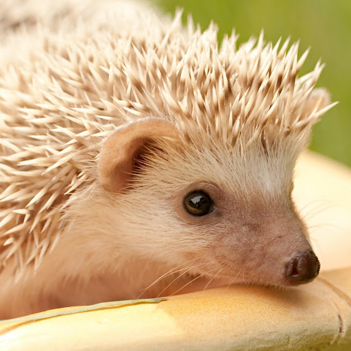 Hd-172199-ascw172199