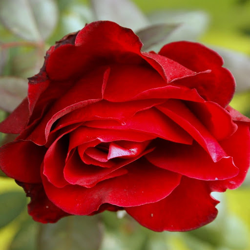 Hd-165046-ascw165046